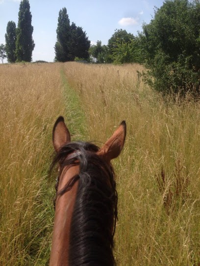 Ecurie Etienne Dusart - Haras Des Sylphides, Pension pour Chevaux à Rosay