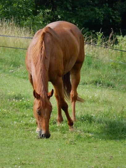 Les ecuries de merlas, Centre Equestres à Merlas