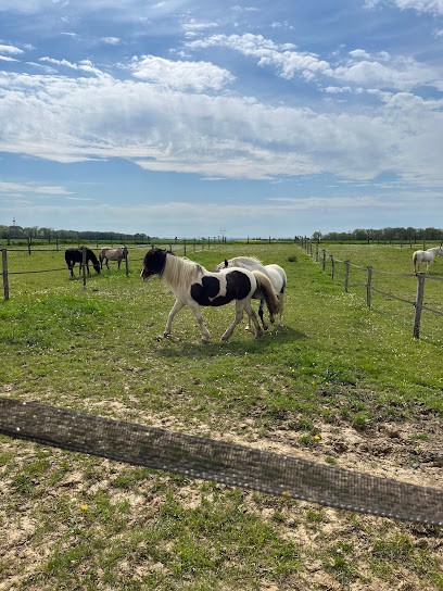 Centre équestre Crinière Dans Le Vent, Centre Equestres à La Chapelle-Moutils