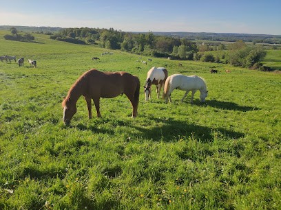 Écuries de Jolivet, Pension pour Chevaux à Remilly-les-Pothées