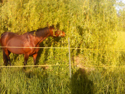 Tournon Autour Du Cheval, Centre Équestre à Tournon-d'Agenais