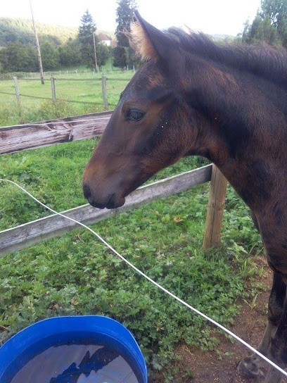 Élevage de la Croix, Pension pour Chevaux à L'Hôme-Chamondot