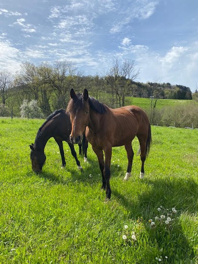 Ecuries des Blés d'Or, Centre Equestres à Cusy
