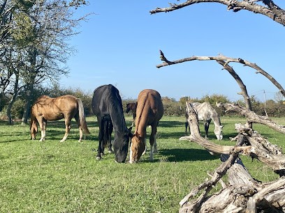 Écuries de l'arceau, Centre Equestres à La Chapelle-de-Bragny