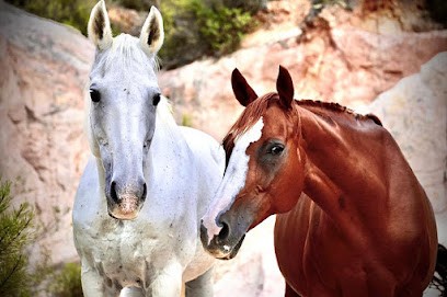 Les Chevaux des Madons, Pension pour Chevaux à Roussillon