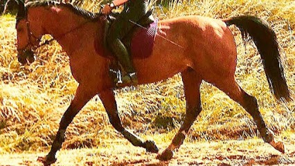 Equestrian Center The Stables Triolaises, Centre Equestres à Triaize