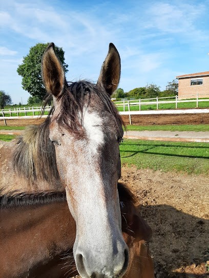 Stables De Chigny, Centre Equestres à Chigny