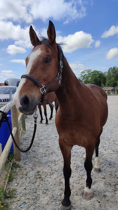 Equid'Orac - Ecurie Holistique, Pension pour Chevaux à Fresquiennes