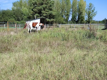 Ecurie des Archets, Pension pour Chevaux aux Bois d'Anjou