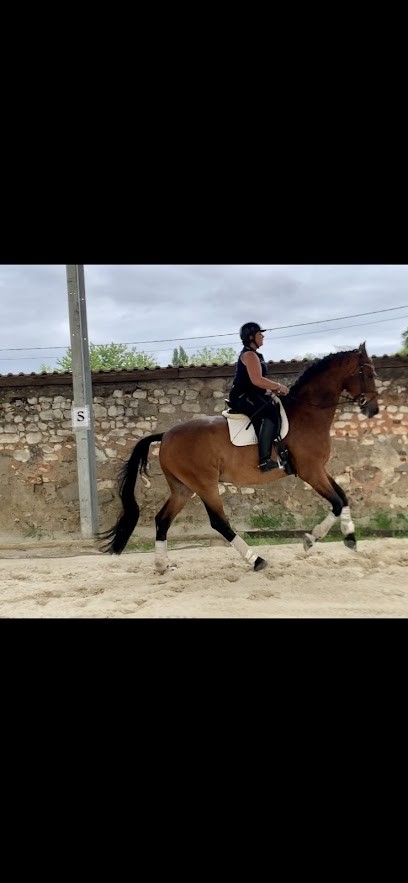 Écurie du Bois Luisant, Centre Equestres à Molinons