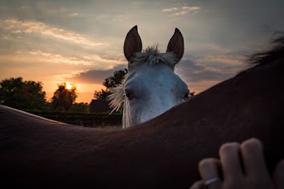 Ecurie Dubisson, Pension pour Chevaux à Lisores