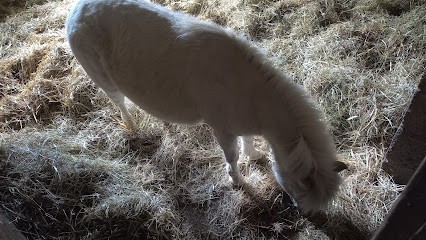 Les Écuries de l'Étang, Pension pour Chevaux à Guiscard