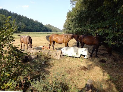 Ferme équestre, Centre Equestres à Viazac