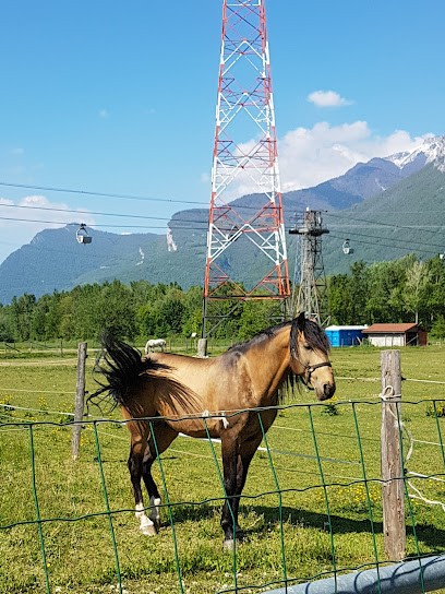 Haras Des Chuchoteurs De La Plaine, Pension pour Chevaux à Sassenage