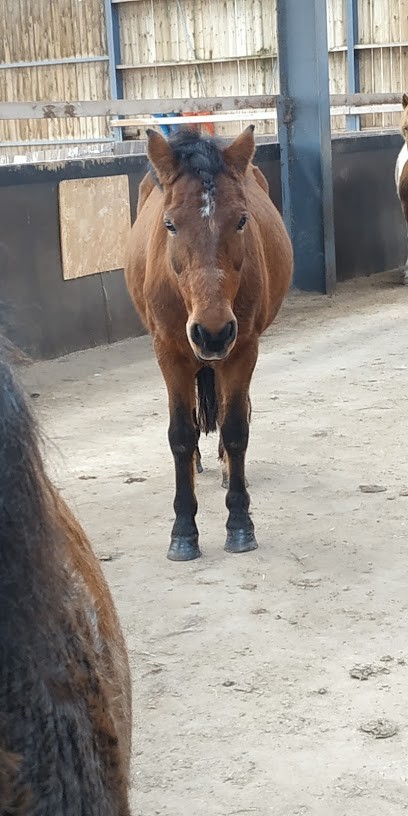 Pelerinière Equitation, Centre Equestres à Saint-Barthélemy-d'Anjou