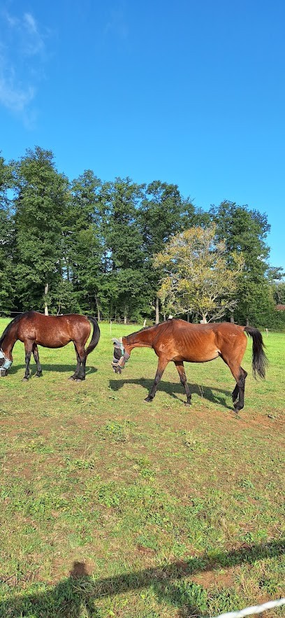 Ferme de la plaine, Pension pour Chevaux à Lobsann
