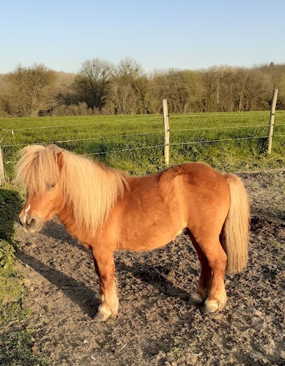 Totee Beauchamps Patricia, Centre Equestres à Pruillé-l'Éguillé