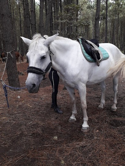 Centre Equestre des Balzanes, Centre Equestres à Saint-Vincent-de-Paul