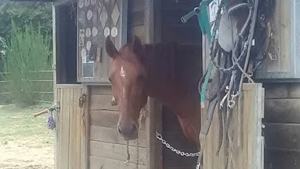 Écurie Ker Laëti, Pension pour Chevaux à Renac