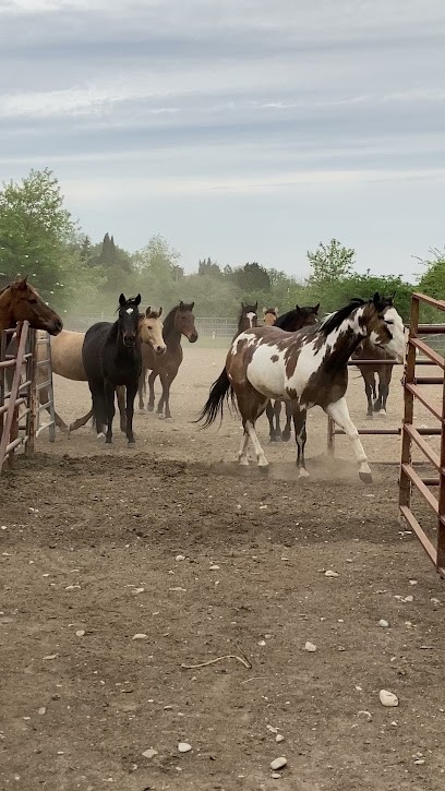 Cmw Ranch, Centre Equestres à Savasse