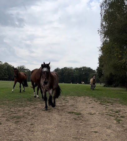Les Ecuries D's'poir, Centre Equestres à Gorre