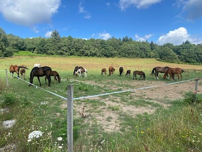 Ecurie du Castelo, Pension pour Chevaux à Baud