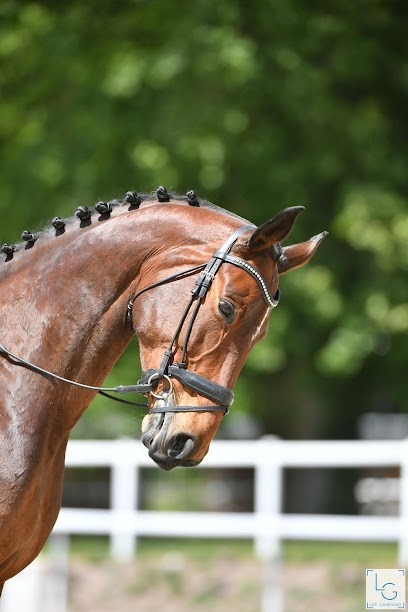 Elevage des rouvières, Centre Equestres à Popian