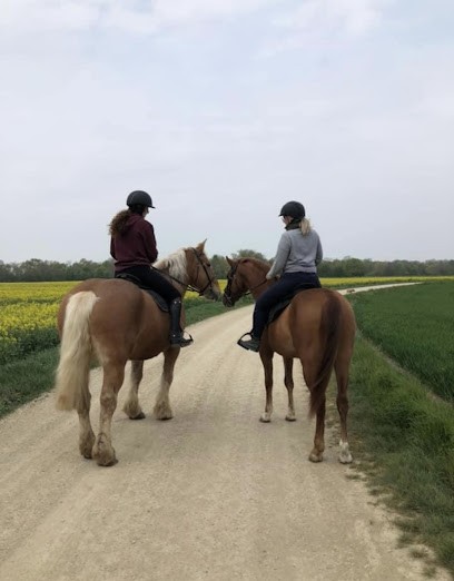 Effusion Hippique, Pension pour Chevaux à Chepy