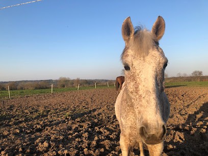 Écurie De Langonnaval - Maxime Chateau Equestrian Center Children And Adults, Centre Equestres à Plouigneau