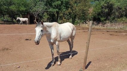 DOMAINE DU MOULIN, Centre Equestres au Puech