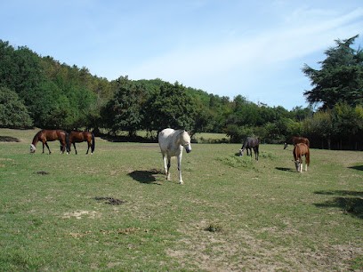 Ecuries de Saint Roch, Pension pour Chevaux à Lafitte