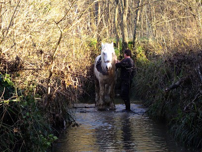 Les Ecuries d'Unyo - Pension pour chevaux - Comportementaliste équin, Pension pour Chevaux à Trémons