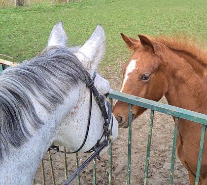 Pony Club Du Fourneau Ecuries Pelletier, Centre Equestres à Rochecorbon