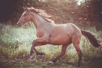 ECURIES DE SAINTE MAURE, Pension pour Chevaux à Sepmes