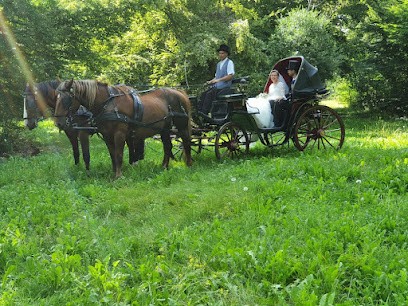 Cheval En Renes - Activité Equestre Attelage, Centre Equestres à Montgaillard