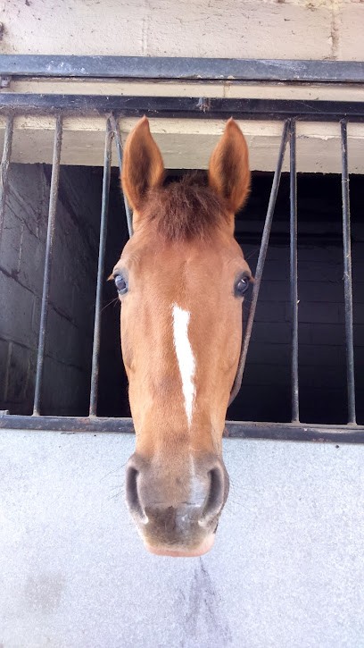 S H R DE PHALEMPIN, Centre Equestres à Phalempin