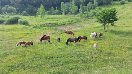 Horse Farm De La Tuilerie, Centre Equestres à Pexonne