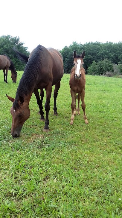 Ecurie des Mazières, Pension pour Chevaux à Bosset