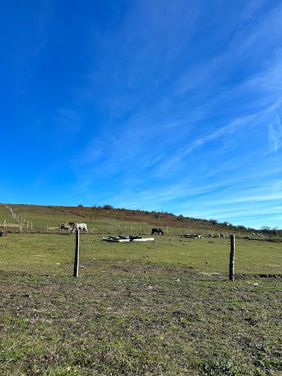 Ranch Du Haut-Languedoc, Pension pour Chevaux à La Salvetat-sur-Agout
