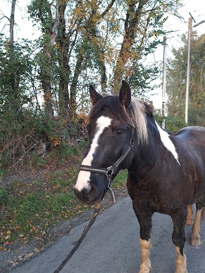 Poney-Découverte, Centre Equestres à Varaize
