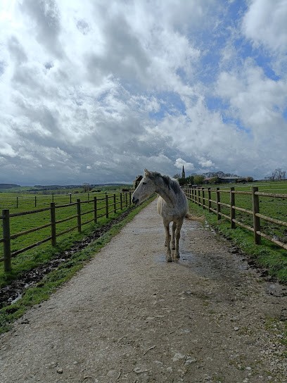 Haras du cheval gris, Pension pour Chevaux à Contréglise