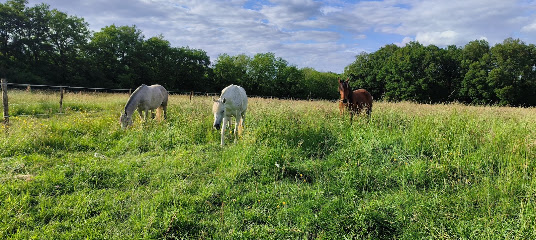 Écurie De Propriétaires En Équipiste - Endurance - Écuries Al Khashab Centre Équestre à Courcelles-de-Touraine