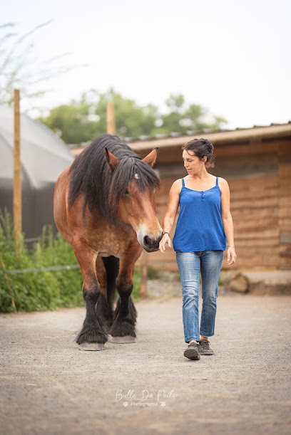 Cheval Compagnon, Pension Pour Chevaux à Martigné-Ferchaud