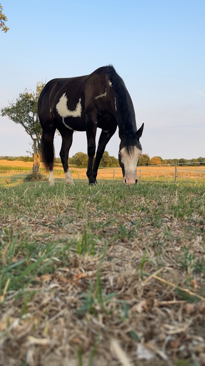 Les Écuries De Nélix Pension Pour Chevaux à Amailloux