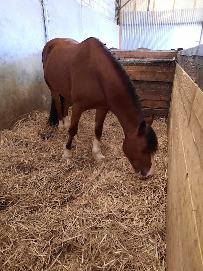 LES ECURIES DU SAPHIR, Centre Equestres à Courmas