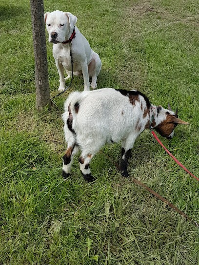 ECURIES DES BELS PENSIONS CHEVAL NATURE, Centre Equestres à Viviers-lès-Montagnes