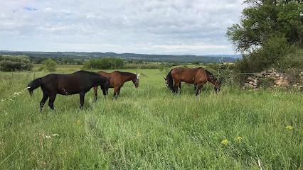 Ecuries Les Embruns D’or, Pension pour Chevaux à Thézan-lès-Béziers