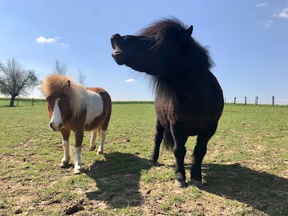 Les crinières aux quatre vents, Centre Equestres à Escarmain
