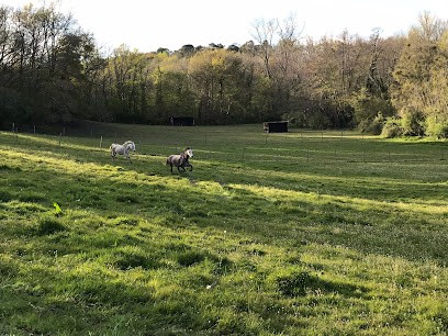 ÉCURIE NOVUM, écurie à Bordeaux dans le département de la Gironde (33), Pension pour Chevaux à Salleboeuf