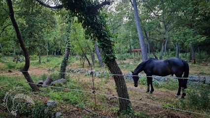 La Bande à Fakir, Pension pour Chevaux à Opio
